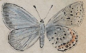 Vladimir Nabokov's Scientific Butterfly Illustrations