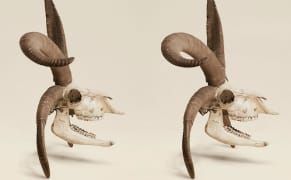 The Relics of Victorian Natural History in Eye-Popping Stereoscope