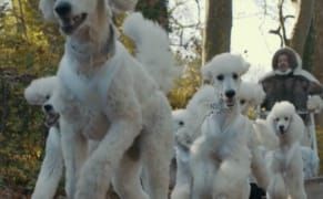 Mel Chin Crowdfunds a Film About Climate Change, Featuring an Inuit Hunter and Poodles