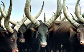 A Photographer's Two-Year Journey to Document Sacred Cows