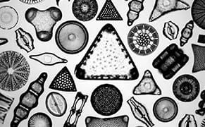 Butterfly Ovaries and Cockroach Stomachs: Microphotographs as Art