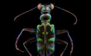 Splendid-Necked Dung Beetles Like You've Never Seen Them Before