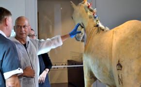 Taxidermists Restore Napoléon's Beloved White Horse