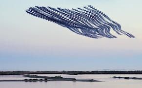 Stunning Chronophotographs Capture the Patterns of Birds in Flight