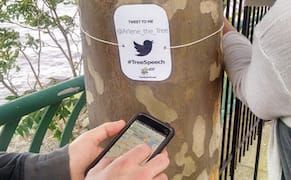 A City Where Trees Tweet