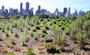 A Mini-Ecosystem Creates a Buzz at Socrates Sculpture Park