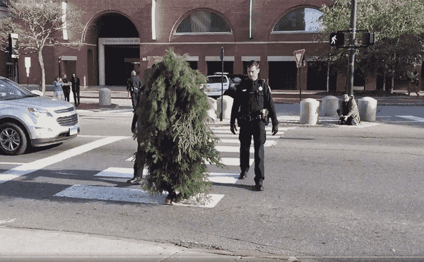 Why Did the Tree Cross the Road? Because Performance Art