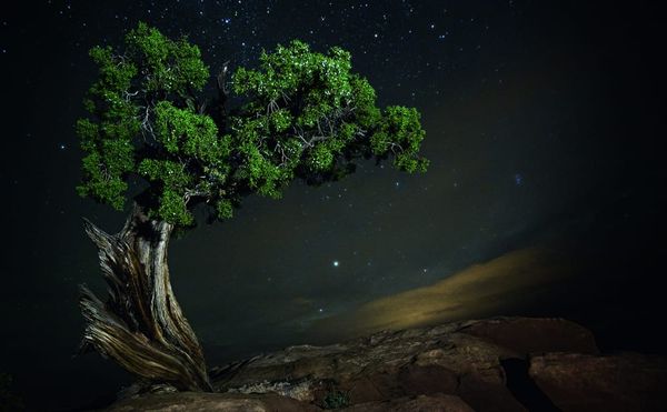 Nocturnal Photographs of the World's Oldest Trees