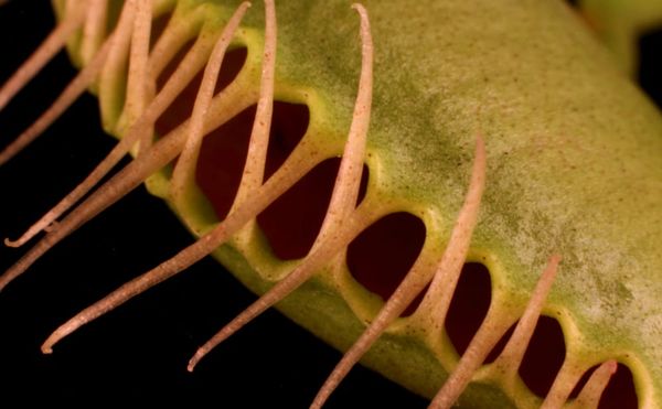 An Artist Who Cultivates Deadly Plants and Photographs Them