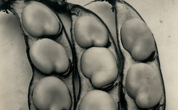 The Posthumous Fame of the 19th Century's Greatest Vegetable Photographer