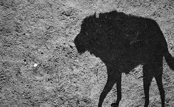 Unleashing Dogs' Inner Spirits in Photographs of Their Shadows