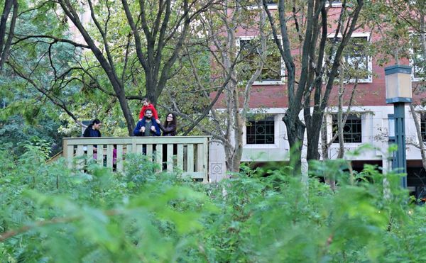 A Public Art Forest of 4,000 Spindly Redwoods Takes Root