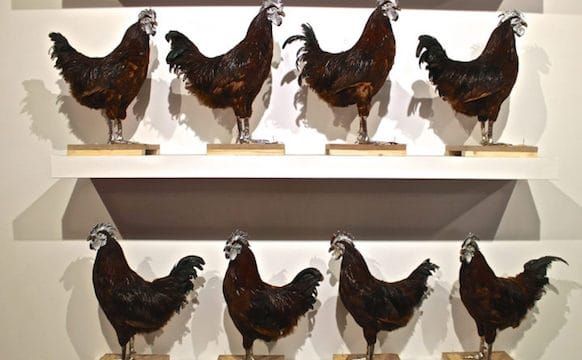 An Artist Crossbreeds Chickens as a Metaphor for Global Exchange