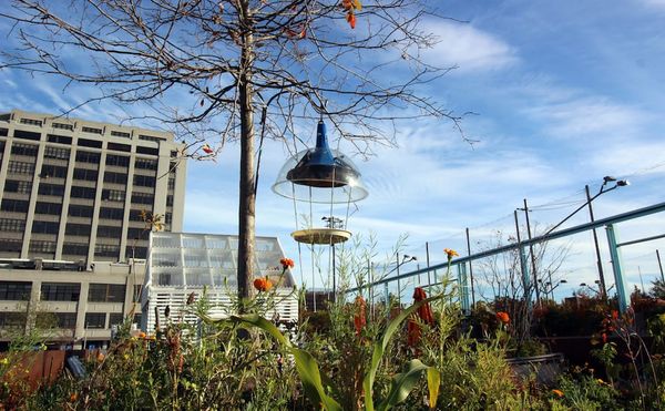 Identifying the Musical Tastes of Birds