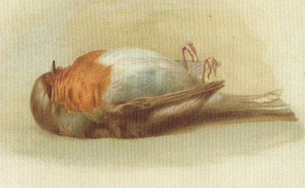 Why Are There Dead Birds on Victorian Christmas Cards?