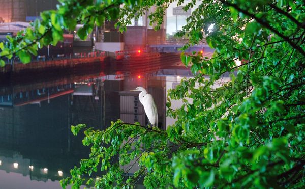 The Improbable Nature of the Gowanus Canal, Photographed at Night