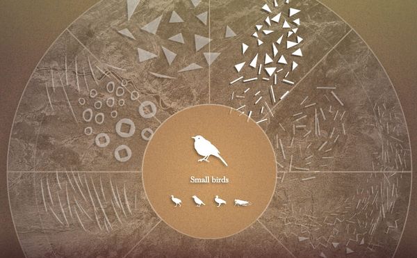 An Interactive Journey Through Endangered Natural Soundscapes