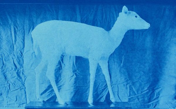 The Many Forms and Meanings of the Scientific Image