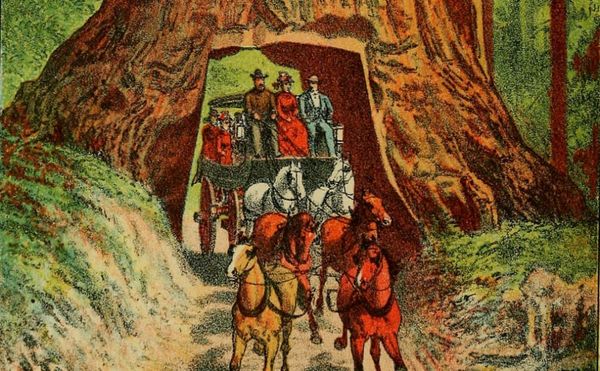 The Drive-Through Tree, a Relic with Roots in American Tourism