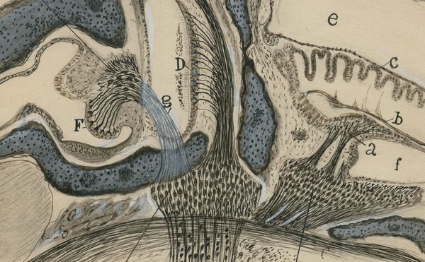 The Dynamic Brain Drawings of the Father of Modern Neuroscience