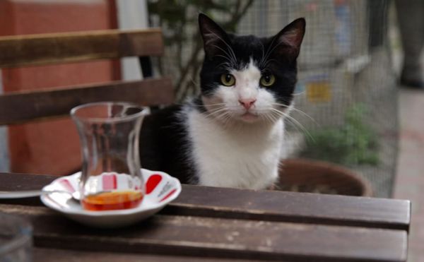 A Cute but Clawless Documentary on Istanbul's Street Cats
