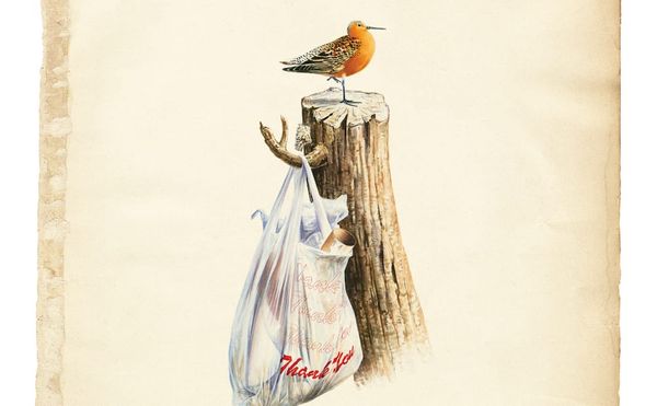 Audubon's 'Birds of America,' Updated for Our Polluted World