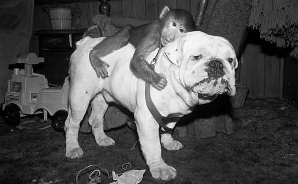 The Private Lives of Primate Companions