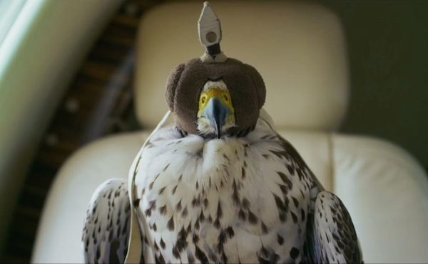 The Opulent World of Qatari Falconry