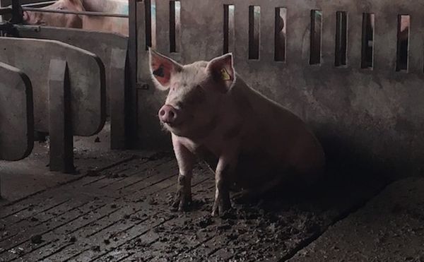 Field Report on an Artist and Her Pigs