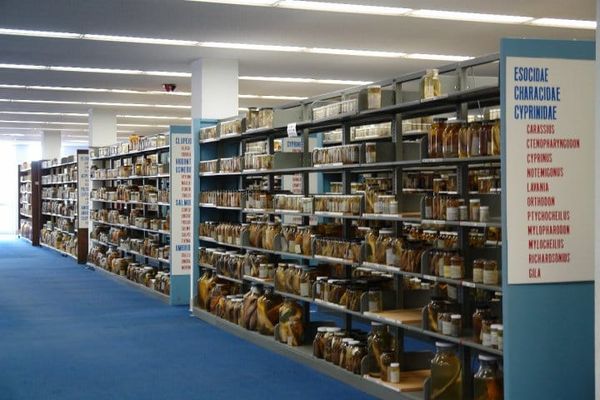 University Eliminates Two Scientific Collections to Make Way for Stadium Renovations