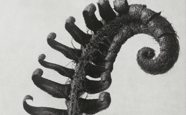 The Early-20th-Century Photographer Who Magnified the Alien Beauty of Plants