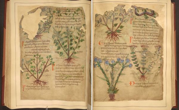 Peruse 1,000-Year-Old Medical Remedies, from Ox Bile to Mandrake Root