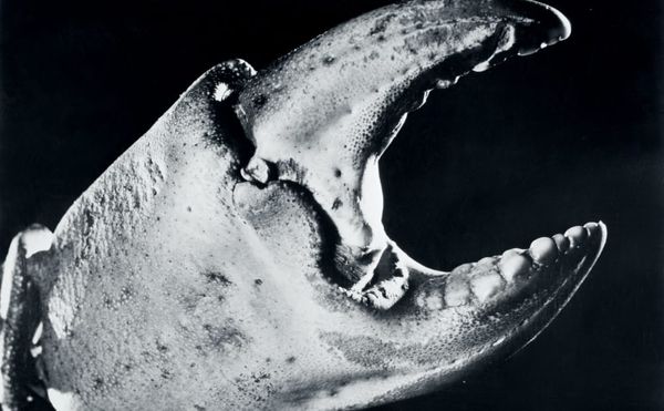 Resurfacing the Work of a Filmmaker Who Was Obsessed with the Underwater World