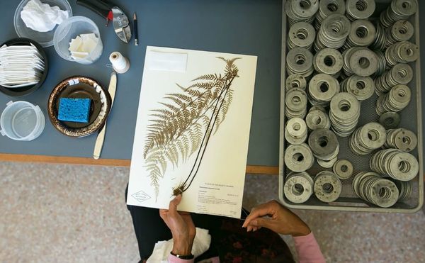 Why a Herbarium of 7.8 Million Plants Is One of New York's Most Valuable Resources