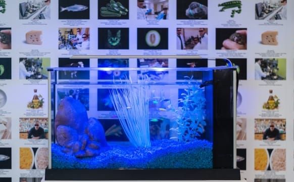 50 Years of Lynn Hershman Leeson’s Tricks and Tech Art Innovations