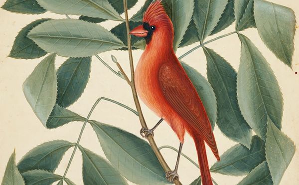 A Rare Loan from Windsor Castle Brings Mark Catesby's Watercolors to South Carolina