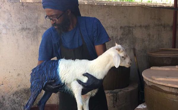 Animal Rights Activists Baaaash Artist’s Studio Over Indigo-Dyed Sheep at Documenta