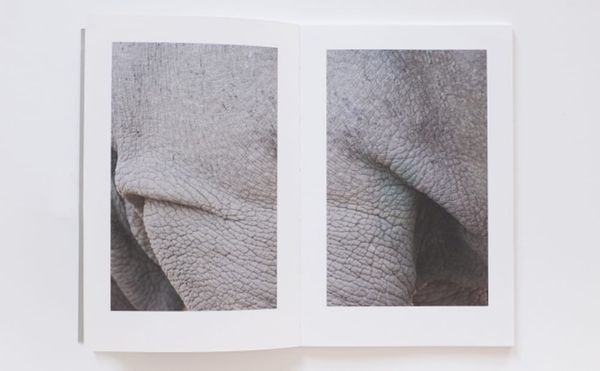 A Fragmented Portrait of the Last Male Northern White Rhino
