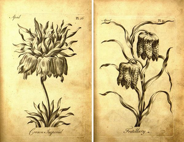 An 18th-Century Botanical Coloring Book for Adults