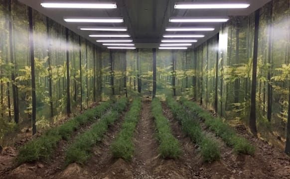 A Field of Lavender Nourished by Trump’s Tweets