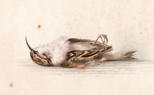 118-Year-Old Painting of a Dead Bird Discovered in a Hut in Antarctica