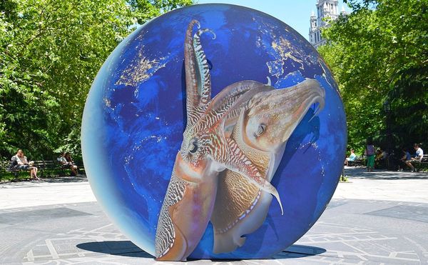 Giant Cuttlefish Make Sweet Love in New York's City Hall Park