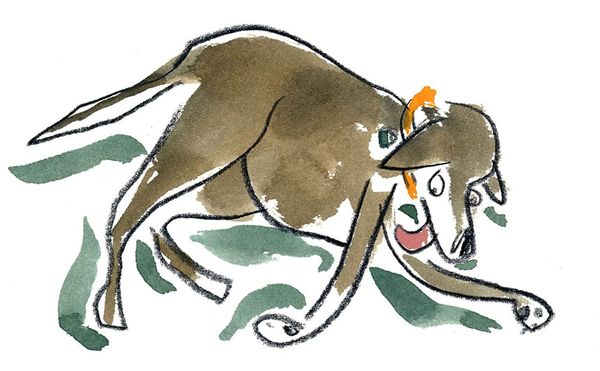 Oh, to Be a Studio Pooch