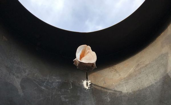 Pleasant Surprises in the Swamp at Prospect, the New Orleans Triennial