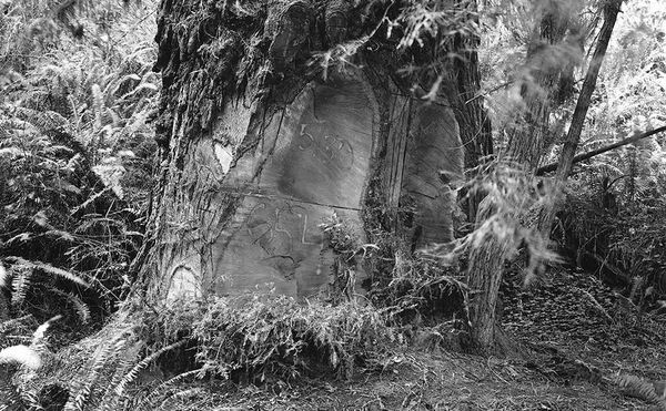 Photographers Document the Mutilation of Redwood Trees by Poachers