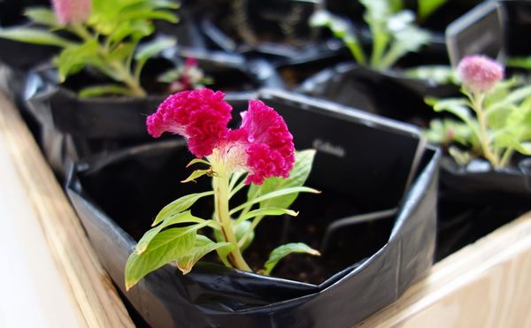 How the Invasive Plants of New York Represent the City’s Colonial Past