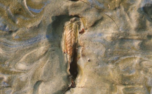 There's a Dead Grasshopper in This van Gogh Painting