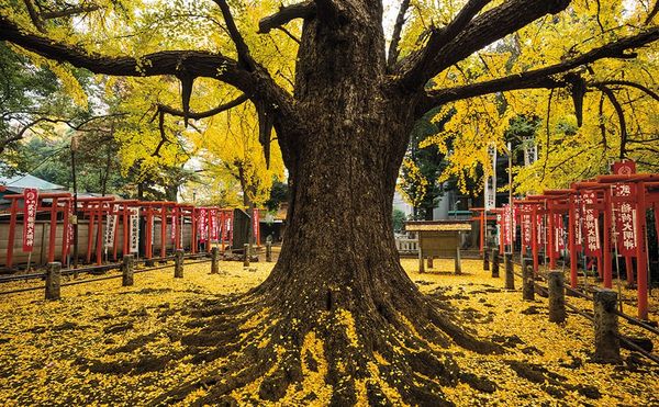 Photographing Some of the World’s Oldest and Wisest Trees