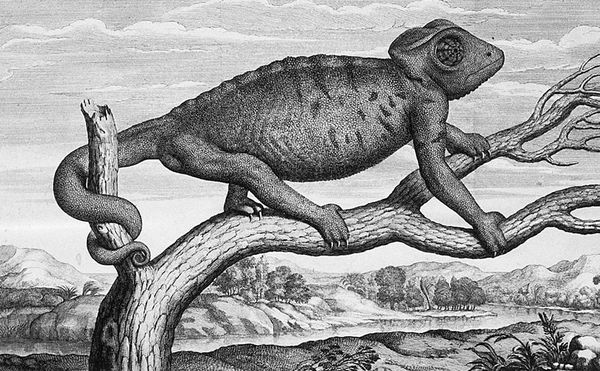 How the Animal Menagerie of Versailles Changed 17th-Century Art