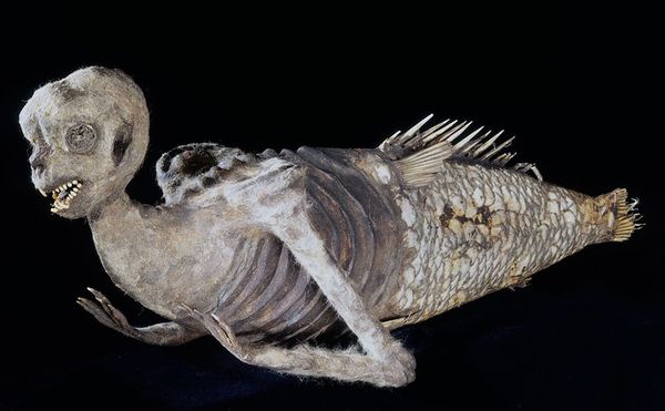 How a Fake Monster Crept Into our Museums